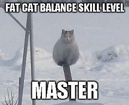 cat kong fu balance